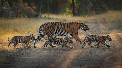 मुख्यमंत्री डॉ यादव 10 मार्च को करेंगे माधव टाइगर रिजर्व