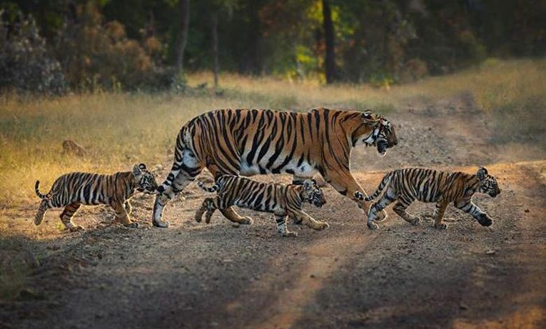 मुख्यमंत्री डॉ यादव 10 मार्च को करेंगे माधव टाइगर रिजर्व