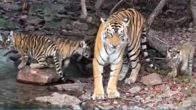 रणथंभौर टाइगर रिजर्व बना देश का सबसे घनी टाइगर आबादी
