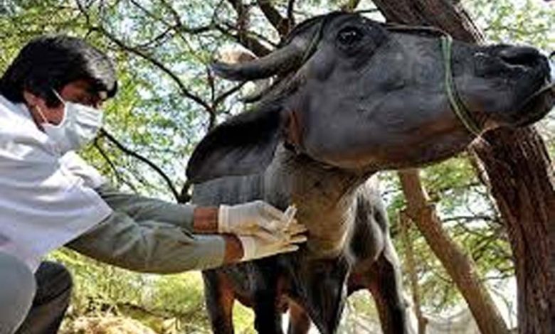 राज्य के गौ तथा भैंस वंशीय पशुओं के लिए एफएमडी