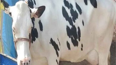 हरियाणा सरकार ने गौ रक्षा कानून के लिए उठाया बड़ा