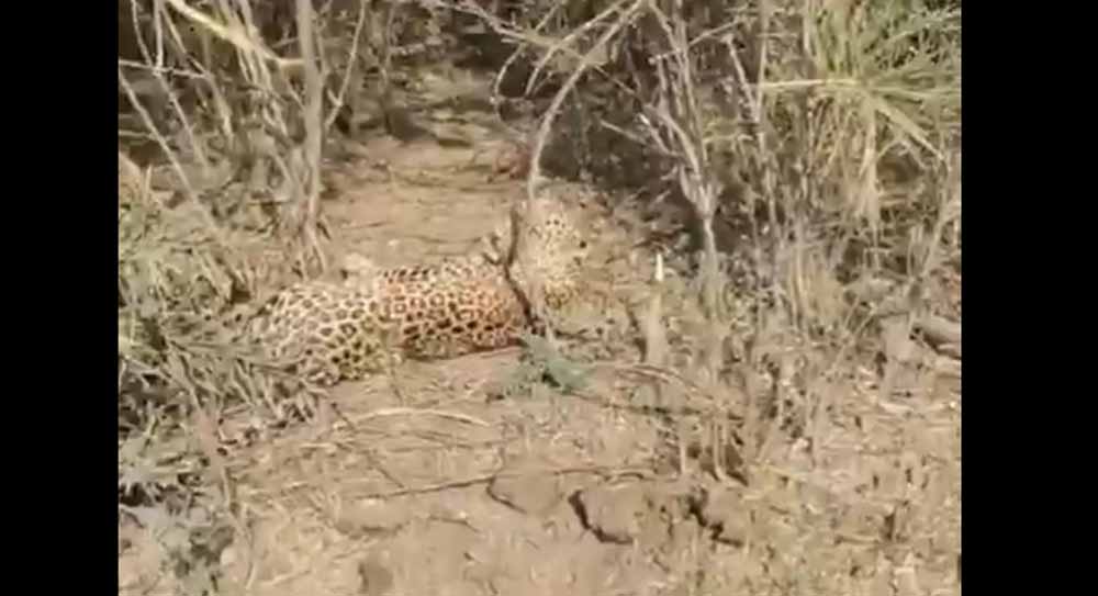 उदयपुर में झाड़ियों में फंस तेंदुआ वन विभाग ने रेस्क्यू