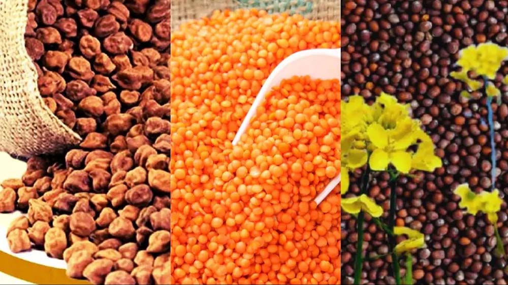 चना मसूर एवं सरसों के उपार्जन एवं तुअर के पंजीयन