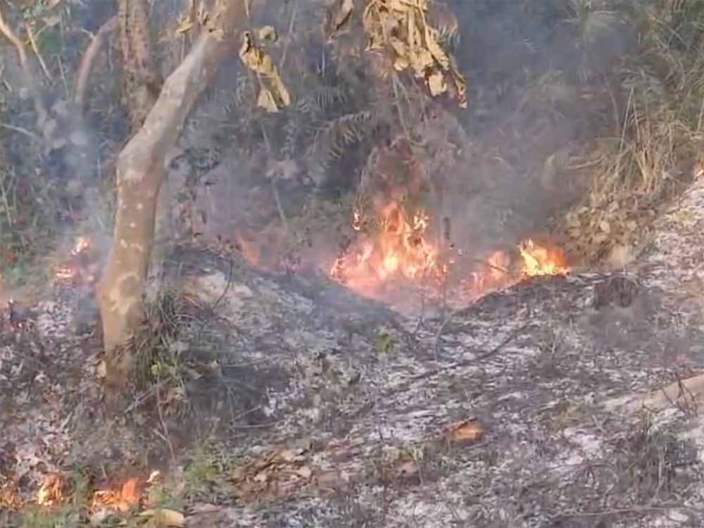 पश्चिम चंपारण के जंगल में लगी भीषण आग 6 पश्चिम चंपारण के जंगल में लगी भीषण आग