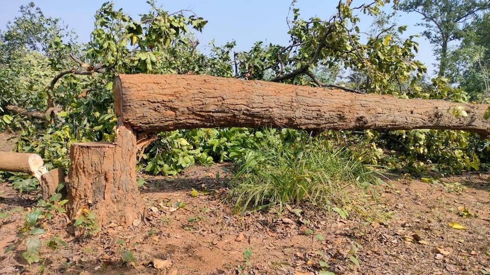 पेड़ों को बचाने के लिए रीगल चौराहे पर बनाई गई