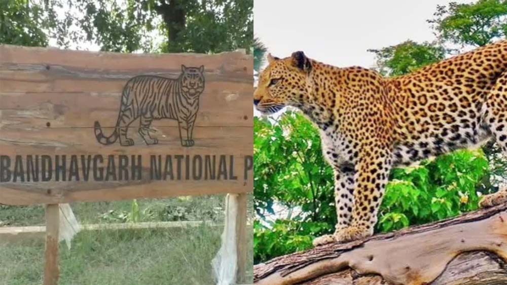 बाँधवगढ़ टाइगर रिजर्व में दुर्लभ वन्य प्राणी सोन कुत्ते पाये गये