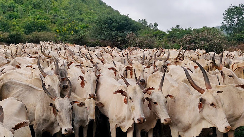 मुख्यमंत्री डॉ मोहन यादव ने डॉ भीमराव अंबेडकर कामधेनु योजना