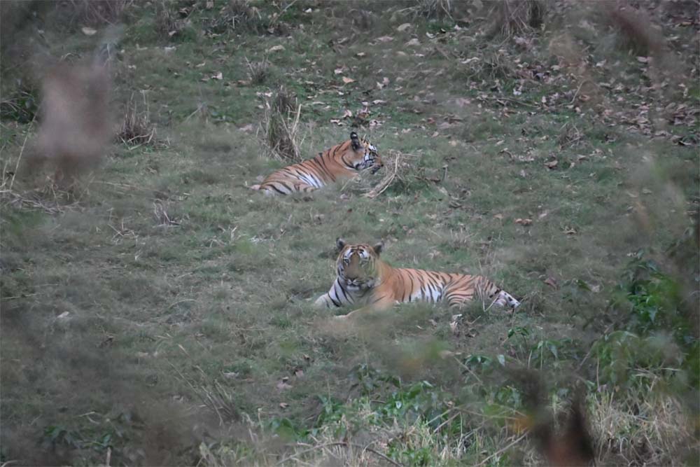 वन क्षेत्र भोजपुर से 2 टाइगर्स को रेस्क्यू कर सतपुड़ा टाइगर रिजर्व भेजा गया 6 वन क्षेत्र भोजपुर से 2 टाइगर्स को रेस्क्यू कर सतपुड़ा