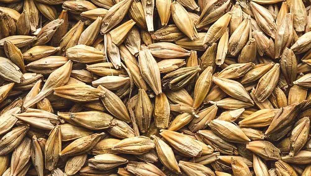 सेहत के लिए वरदान से कम नहीं है जौ