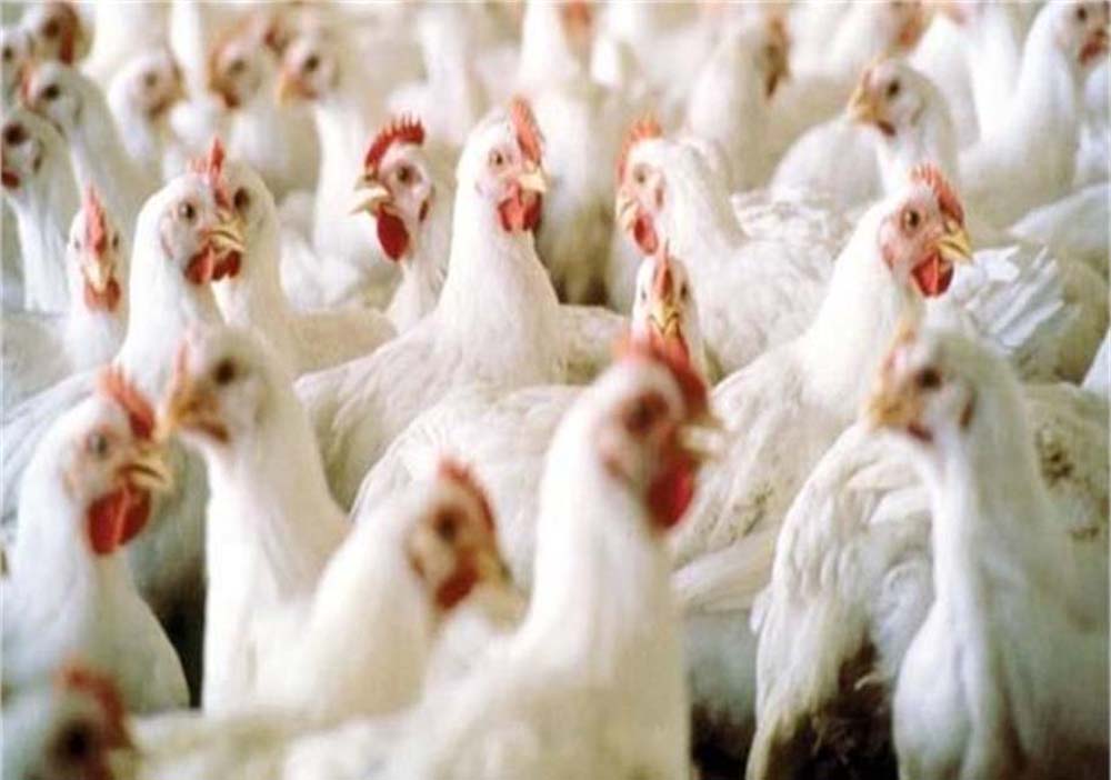 हरियाणा में मुर्गी पालन फॉर्मों की जरूरतों और समस्याओं के