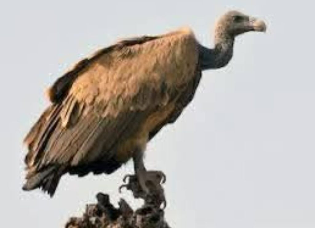 Vulture: दस लाख का एक गिद्ध... 3 screenshot 20250421 1131011179588108182135223
