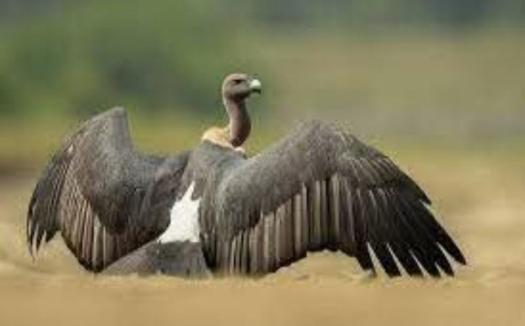 Vulture: दस लाख का एक गिद्ध... 2 screenshot 20250421 1131013232327903109515721