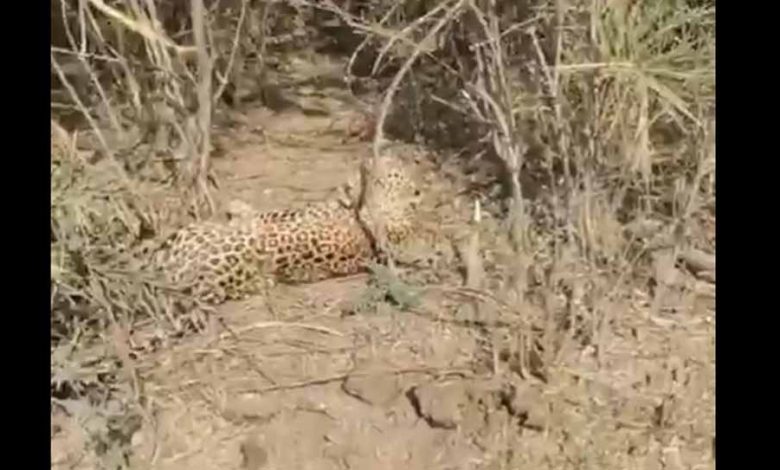 उदयपुर में झाड़ियों में फंस तेंदुआ वन विभाग ने रेस्क्यू