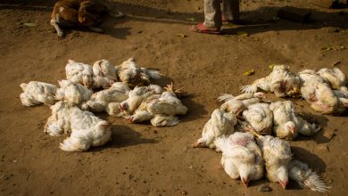 कोरिया बर्ड फ्लू पक्षियों अंडों और पोल्ट्री आहार के विनिष्टिकरण