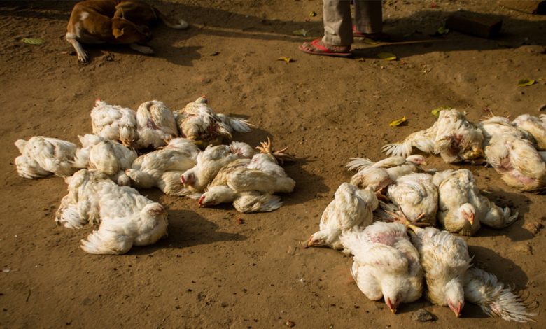 कोरिया बर्ड फ्लू पक्षियों अंडों और पोल्ट्री आहार के विनिष्टिकरण