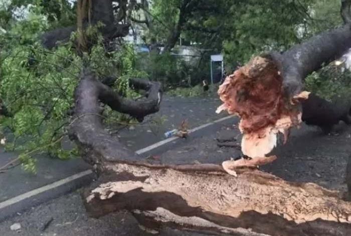 नालंदा जिले में आई तेज आंधी और बारिश ने भारी तबाही मचाई, दीवार और पेड़ गिरने से 8 की मौत 1 नालंदा जिले में आई तेज आंधी और बारिश ने भारी