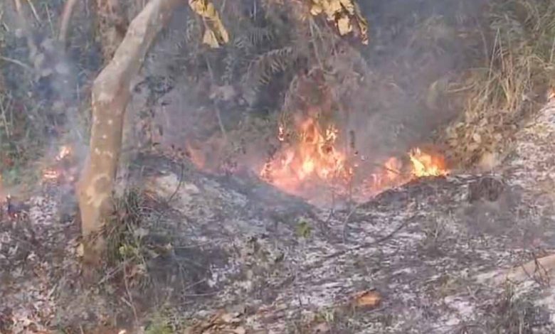 पश्चिम चंपारण के जंगल में लगी भीषण आग 1 पश्चिम चंपारण के जंगल में लगी भीषण आग