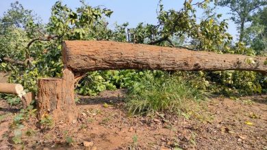 पेड़ों को बचाने के लिए रीगल चौराहे पर बनाई गई