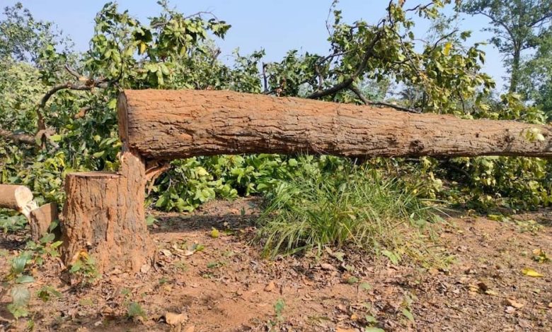 पेड़ों को बचाने के लिए रीगल चौराहे पर बनाई गई