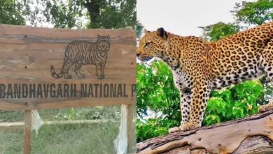 बाँधवगढ़ टाइगर रिजर्व में दुर्लभ वन्य प्राणी सोन कुत्ते पाये गये