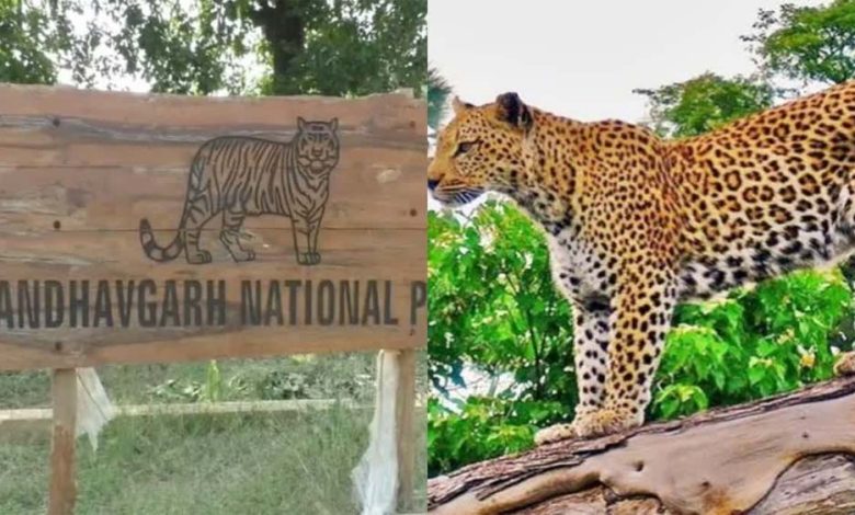 बाँधवगढ़ टाइगर रिजर्व में दुर्लभ वन्य प्राणी सोन कुत्ते पाये गये