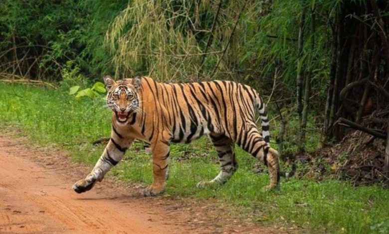 बांधवगढ़ टाइगर रिजर्व से लगे पिपरिया गांव के समीपी जंगल