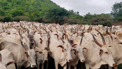 मुख्यमंत्री डॉ मोहन यादव ने डॉ भीमराव अंबेडकर कामधेनु योजना