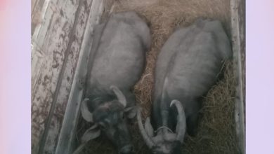 रामनगर में पुलिस ने पशुओं पर क्रूरता करने वाले व्यक्तियों