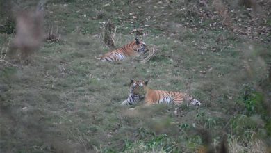 वन क्षेत्र भोजपुर से 2 टाइगर्स को रेस्क्यू कर सतपुड़ा