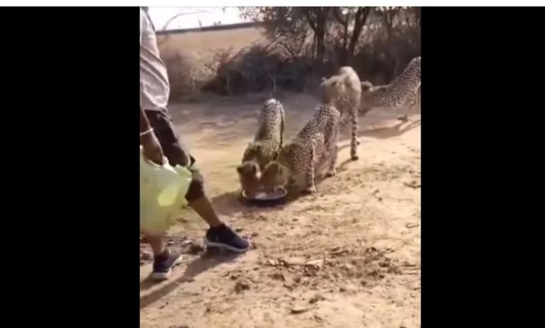 वीडियो वायरल होने पर फील्ड स्टाफ पर होगी कार्रवाई 1 वीडियो वायरल होने पर फील्ड स्टाफ पर होगी कार्रवाई