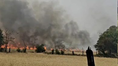 सागर जिले में नरवाई जलाने से फसलों को भारी नुकसान