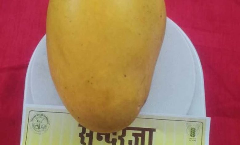 सुंदरजा आम की विशेषता है कि इसे मधुमेह के रोगी