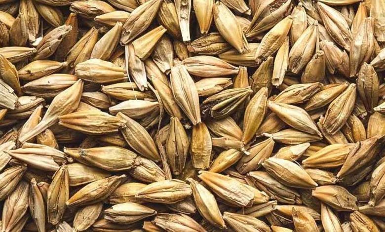 सेहत के लिए वरदान से कम नहीं है जौ 1 सेहत के लिए वरदान से कम नहीं है जौ