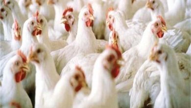 हरियाणा में मुर्गी पालन फॉर्मों की जरूरतों और समस्याओं के