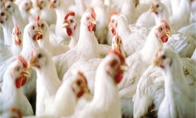 हरियाणा में मुर्गी पालन फॉर्मों की जरूरतों और समस्याओं के समाधान के लिए प्रदेश सरकार ने एक उठाया महत्वपूर्ण कदम 1 हरियाणा में मुर्गी पालन फॉर्मों की जरूरतों और समस्याओं के