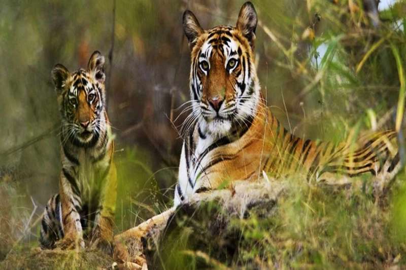 अब गुलदार नहीं टाइगर से कांप रहे किसान खेतों में