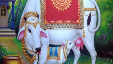 कामधेनु गाय देती है शुभ फल