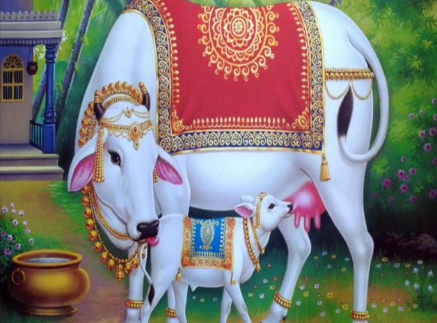 कामधेनु गाय देती है शुभ फल