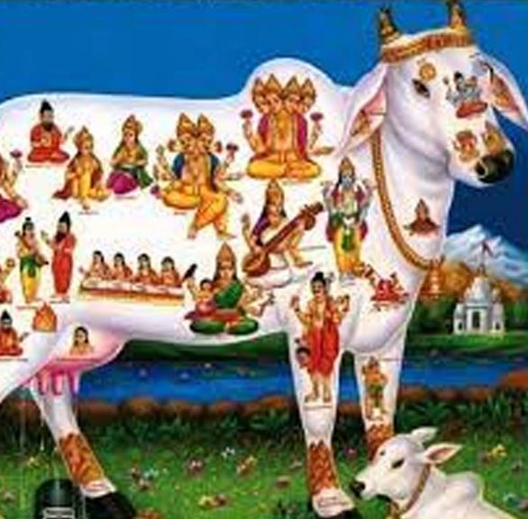 गाय की पूजा अर्चना से मिलता है सभी देवी देवताओं का आशीर्वाद