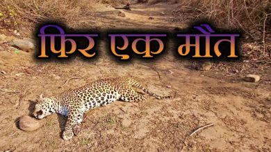 पन्ना टाइगर रिजर्व में मौत का सिलसिला जारी शुक्रवार को