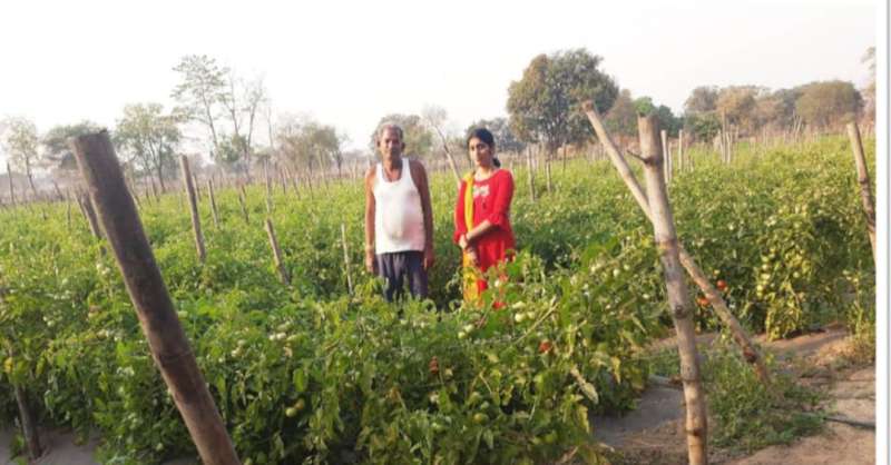 सोमप्रसाद के जीवन में उद्यानिकी खेती से आया बदलाव 6 सोमप्रसाद के जीवन में उद्यानिकी खेती से आया बदलाव