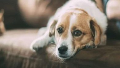 Dog Lover का खौफनाक चेहरा महिला ने गोद लिया कुत्ता
