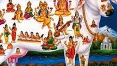 गाय की पूजा अर्चना से मिलता है सभी देवी देवताओं का आशीर्वाद