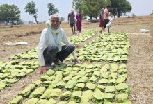 तेंदूपत्ता संग्राहकों को मिल रहा 5500 रुपये प्रति मानक बोरा