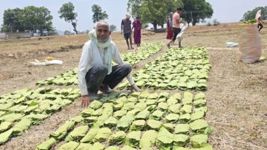 तेंदूपत्ता संग्राहकों को मिल रहा 5500 रुपये प्रति मानक बोरा