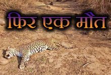 पन्ना टाइगर रिजर्व में मौत का सिलसिला जारी शुक्रवार को