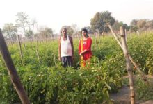 सोमप्रसाद के जीवन में उद्यानिकी खेती से आया बदलाव