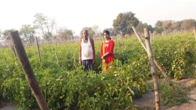सोमप्रसाद के जीवन में उद्यानिकी खेती से आया बदलाव