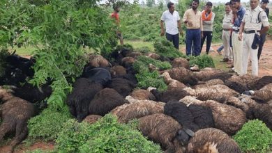 आकाशीय बिजली गिरने से पेड़ के नीचे खड़ी 27 बकरियों
