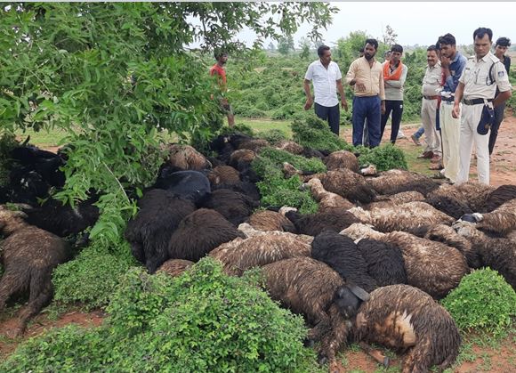 आकाशीय बिजली गिरने से पेड़ के नीचे खड़ी 27 बकरियों